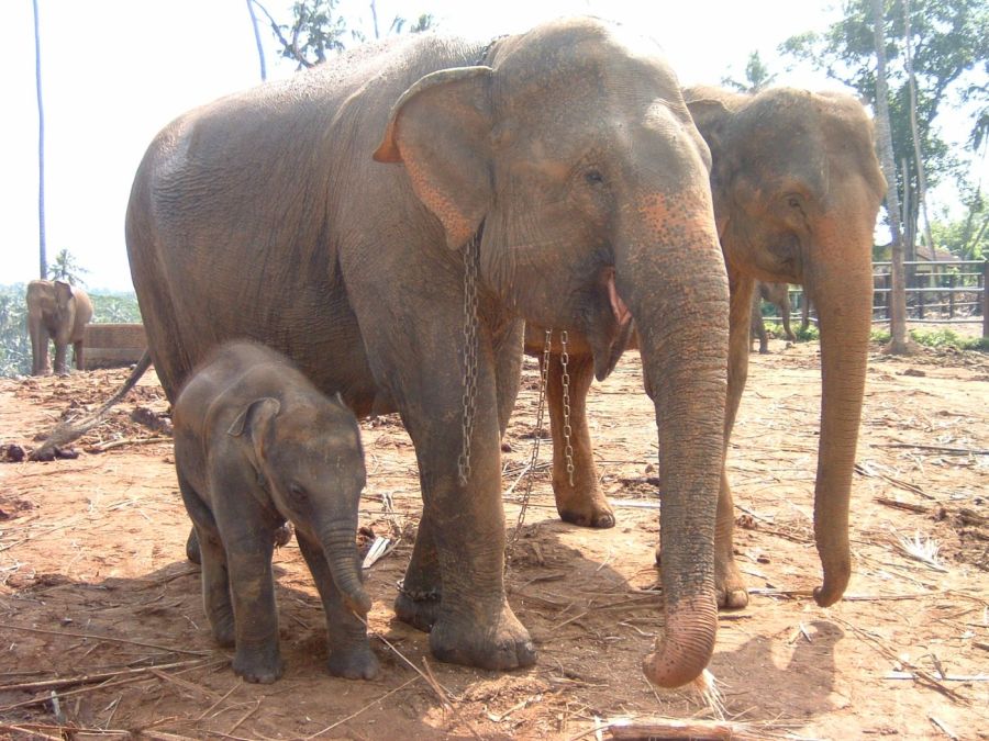 Suzanna Travels to Sri Lanka