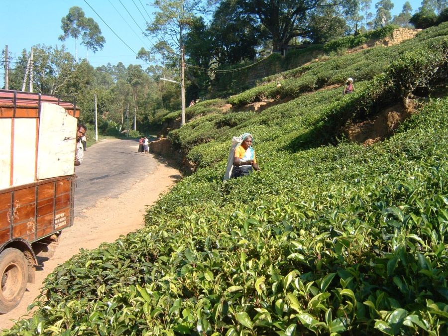 Suzanna Travels to Sri Lanka