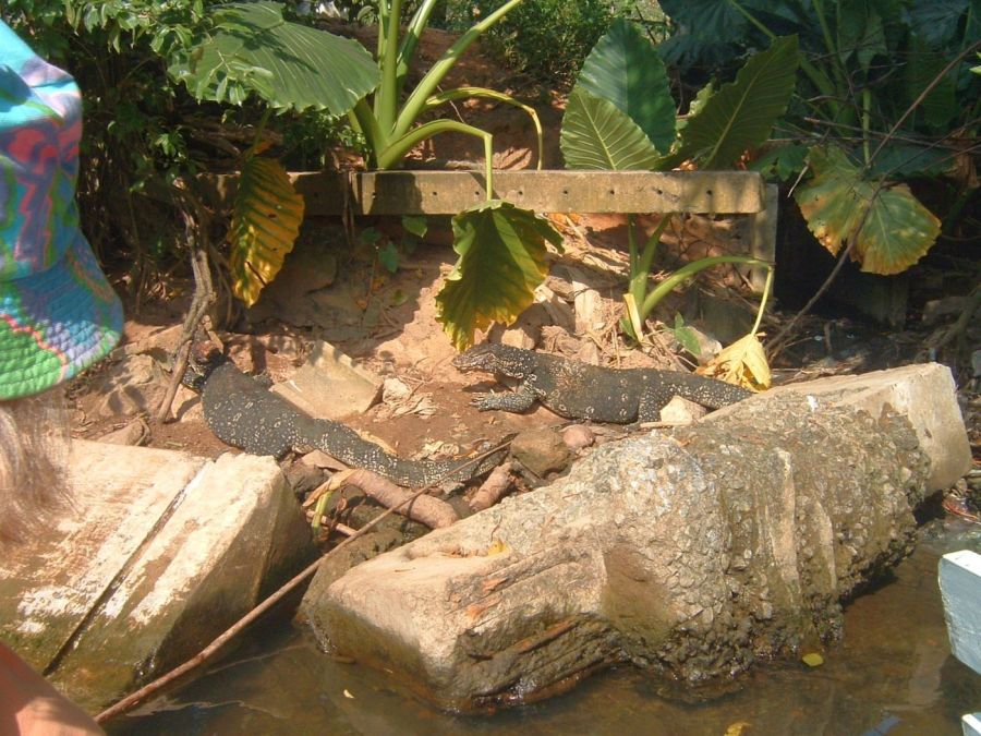 Suzanna Travels to Sri Lanka