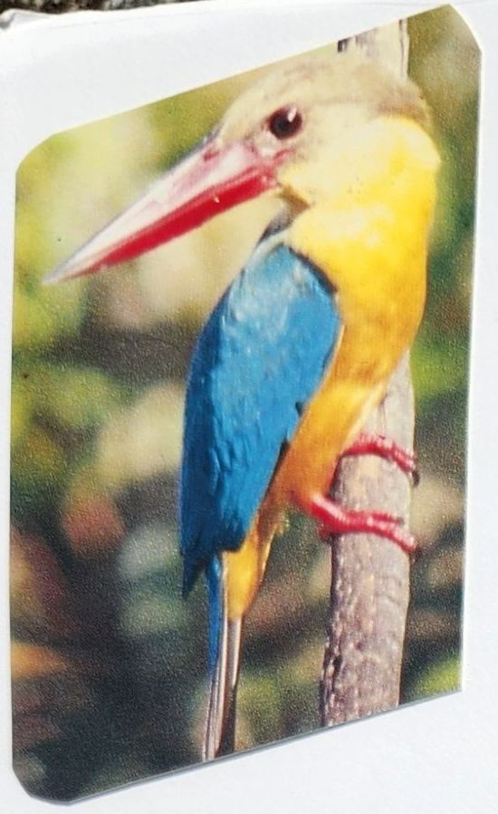 Suzanna Travels to Sri Lanka